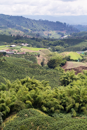 Large outcroppings of bamboo grow among coffee trees near Chinchina, Colombia.の写真素材