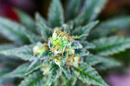 Macro photograph of an untrimmed medical marijuana flower showing trichomes and orange hairs and leaves.の写真素材