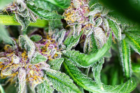 Macro photograph of an untrimmed medical marijuana flower showing trichomes and orange hairs and leaves.の写真素材