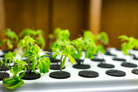 Small medical marijuana seedlings at a medical marijuana grow operation.の写真素材