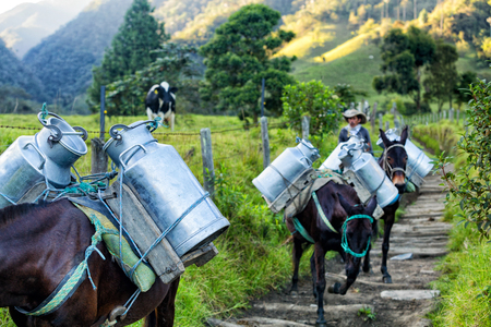 SALENTO, COLOMBIA - JUNE 5: An unidentified man leads horses filled with cows milk down a rocky path near Salento, Colombia on June 5, 2016.のeditorial素材
