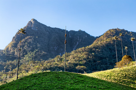 Isolated wax palms in the middle of a pasture in front of the Fontana La Montana outside the Los Nevados National Park in Salento, Colomiba.の写真素材