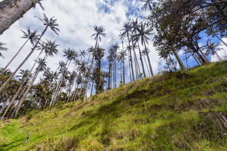 Wax palms on rugged terrain outside of Salento, Colombia.