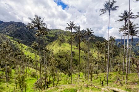 Landscape view of a wax palm forest in Tolima, Colombia.の写真素材