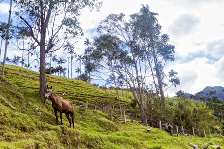 A lone horse in the Andean hinterland in Tolima, Colombia.の写真素材