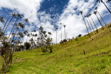 Blue sky and wax palms in pasture land in Tolima, Colombia.の写真素材