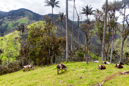 Cattle graze on grass in a pasture near Salento, Colombia.の写真素材