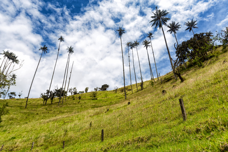 An old fence with wax palms in pasture land in Tolima, Colombia.の写真素材