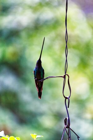 A long billed hummingbird posing on a wire near Salento, Colombia.の写真素材