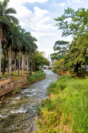Portrait view of palms along the Rio Cali in downtown Cali, Colombia.の写真素材