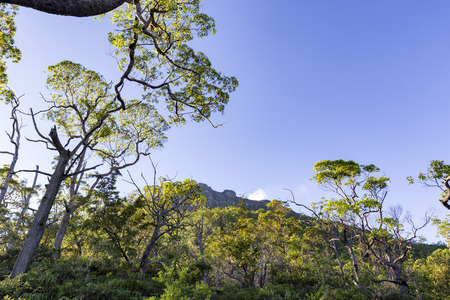 Trees grow despite a recent eruption on the side of Mount Egon in Flores, Indonesia.の写真素材