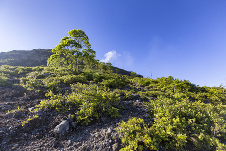 A tree on Mount Egon with Sulphur rising from the crater in the distance.の写真素材