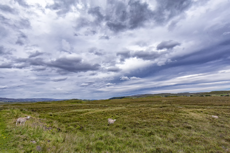 Sheep graze in a field near Glengrasco on the Isle of Skye in Scotland.の写真素材