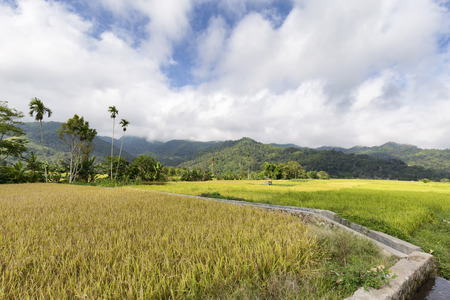 Rice fields in Moni, East Nusa Tenggara, Indonesia.