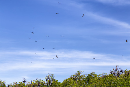 Massive Fruit Bats circling above mangrove trees in the early morning near Riung, Indonesia.