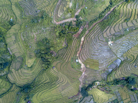 Aerial top down view of the Golo Cador Rice Terraces in Ruteng on Flores, Indonesia.の写真素材