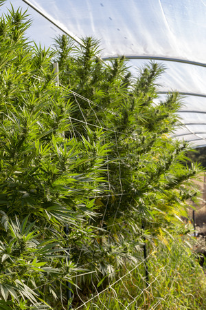 Portrait view of marijuana plants growing at an outdoor grow operation.の写真素材
