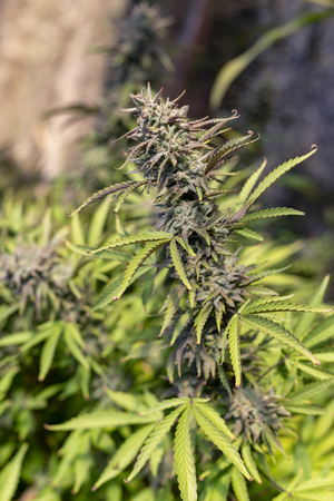 A massive marijuana  growing in the autumn sun.の写真素材