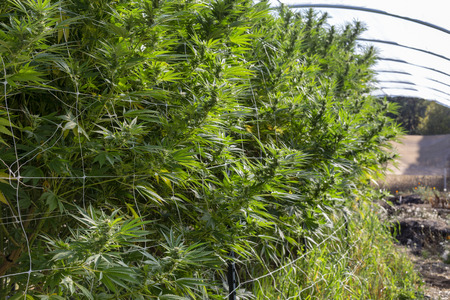 A long row of tall cannabis plants for the recreational market.の写真素材