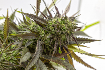 A Black Lotus Kush bud just after harvest.の写真素材