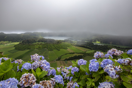 Beautiful hydrangeas on the rim of the Sete Cidades Crater in Sao Miguel.の写真素材
