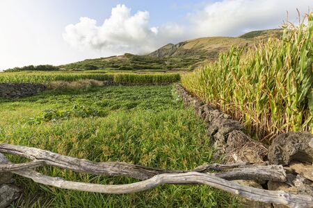 Corn and other crops growing near Vila do Corvo on the island of Corvo in the Azores, Portugal.の写真素材