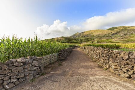 A farm road between corn fields next to Vila do Corvo on the island of Corvo in the Azores, Portugal.の写真素材