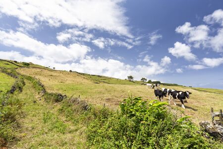 An old road between cattle pastures on Pico island in the Azores, Portugal.の写真素材