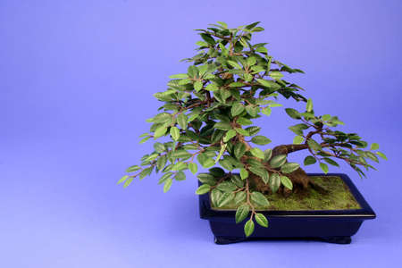 Bonsai tree on a blue backgroundの写真素材