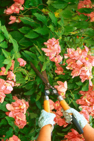 Gloved hands using clippers on bushesの写真素材