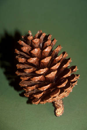 Pine cone on a green background