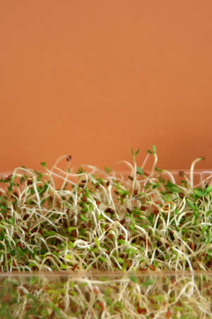 Alfalfa sprouts against a tan backgroundの写真素材