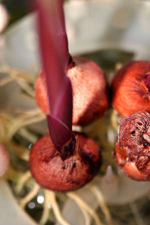  Closeup of a tulip bulbの写真素材
