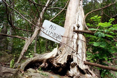 No climbing sign in park next to treeの写真素材