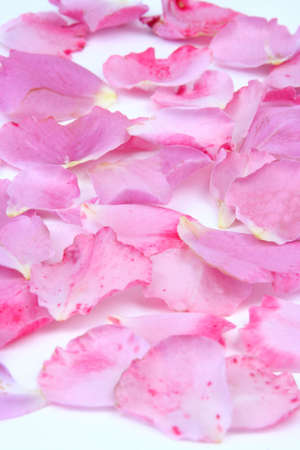 Pink rose petals on a white backgroundの写真素材