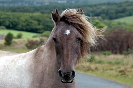 wild dartmoor ponyの写真素材