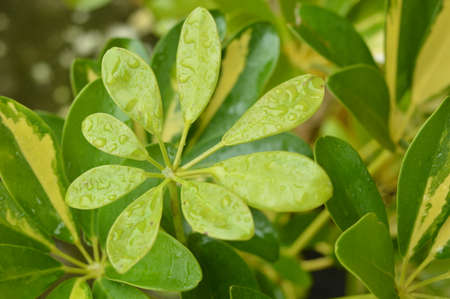 wet leaves by rain