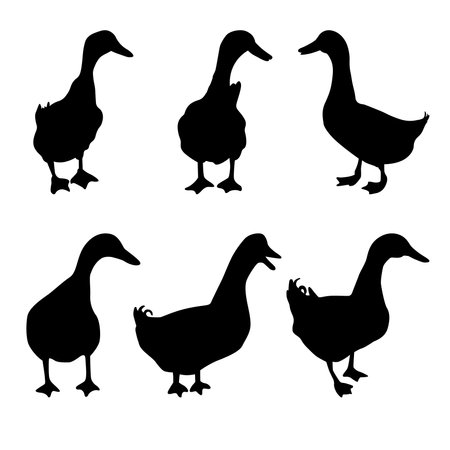 Duck silhouette set Showing different poses, animal silhouettes, poultry, vector illustrations.のイラスト素材