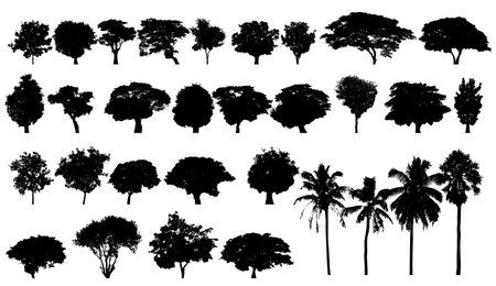 tree silhouette set Various species of trees gathered together in one set, arranged separately on a white background, vector illustration.のイラスト素材