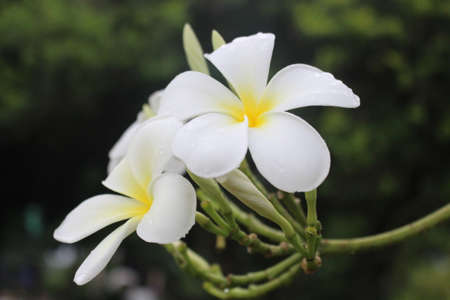 white and yellow flower, Beauty in natureの写真素材