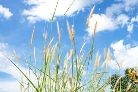 green grass and blue sky, background Landscape Beauty in natureの写真素材
