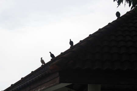 bird on the roof, Sadness, Emptinessの写真素材