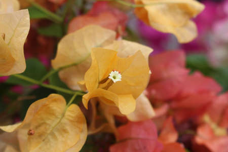 yellow flower, Paper flower, Bougainvillea glabra Choisyの写真素材