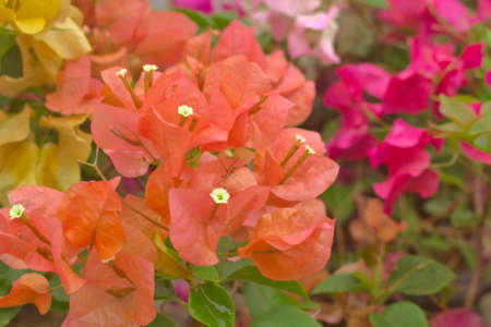 red and yellow flower, Paper flower, Bougainvillea glabra Choisyの写真素材