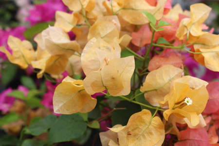 yellow flower, Paper flower, Bougainvillea glabra Choisyの写真素材