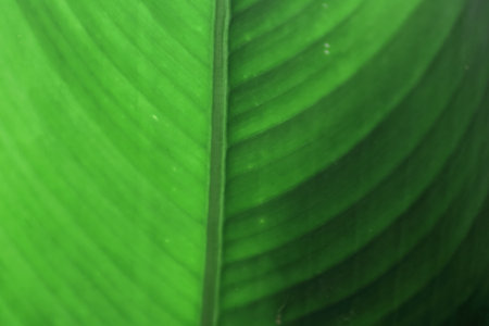 blurred background color green. wallpaper for insert object.の写真素材