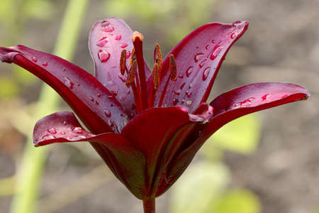 Lily  Lilium  with raindrops in the garden  Summer flowers in the garden の写真素材