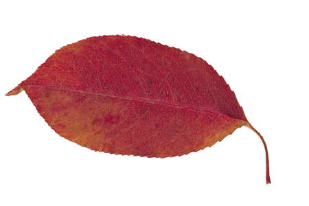 Dry autumn leaf of Aronia  Isolated on white の写真素材