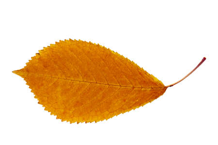 Dry autumn leaf of Cherry Tree  Cerasus avium   Isolated on white  の写真素材