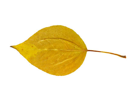 Dry autumn leaf of Poplar (Populus). Isolated on white. の写真素材